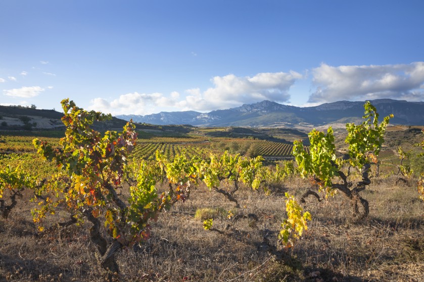 excursiones-rioja-cata