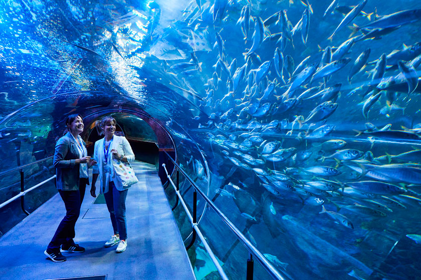 visita-aquarium