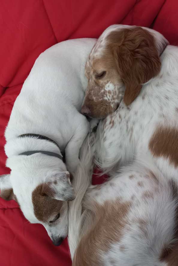 DOGETXEA