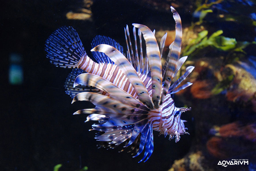 AQUARIUM DONOSTIA-SAN SEBASTIÁN
